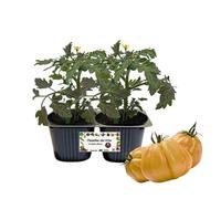 P. Piantine da Orto | Pomodoro Cuore di Bue Giallo,pack da 2 piante, Pianta Pronta per il Trapianto, Pianta Vera da Orto, da Balcone e da Esterno, Vivaio Italiano