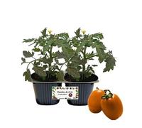 P. Piantine da Orto | Pomodoro Datterino Arancione, pack da 2 piante, Pianta Pronta per il Trapianto, Pianta Vera da Orto, da Balcone e da Esterno, Vivaio Italiano