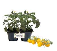 P. Piantine da Orto | Pomodoro Datterino Giallo, pack da 2 piante, Pianta Pronta per il Trapianto, Pianta Vera da Orto, da Balcone e da Esterno, Vivaio Italiano
