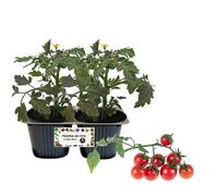 P. Piantine da Orto | Pomodoro Piccadilly, pack da 2 piante, Pianta Pronta per il Trapianto, Pianta Vera da Orto, da Balcone e da Esterno, Vivaio Italiano