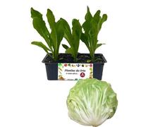 P. Piantine da Orto | Radicchio Bianco Tardivo, Kit 9 Piantine, Pianta Pronta per il Trapianto, Pianta Vera da Orto, da Balcone e da Esterno, Vivaio Italiano