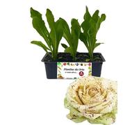 P. Piantine da Orto | Radicchio Castelfranco Precoce, Kit 9 Piantine, Pianta Pronta per il Trapianto, Pianta Vera da Orto, da Balcone e da Esterno, Vivaio Italiano