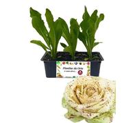 P. Piantine da Orto | Radicchio Castelfranco Tardivo, Kit 9 Piantine, Pianta Pronta per il Trapianto, Pianta Vera da Orto, da Balcone e da Esterno, Vivaio Italiano