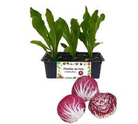 P. Piantine da Orto | Radicchio Chioggia Precoce, Kit 9 Piantine, Pianta Pronta per il Trapianto, Pianta Vera da Orto, da Balcone e da Esterno, Vivaio Italiano