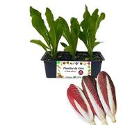 P. Piantine da Orto | Radicchio Chioggia Tardivo, Kit 9 Piantine, Pianta Pronta per il Trapianto, Pianta Vera da Orto, da Balcone e da Esterno, Vivaio Italiano
