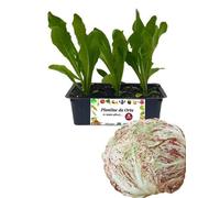 P. Piantine da Orto | Radicchio Lusia Tardivo, Kit 9 Piantine, Pianta Pronta per il Trapianto, Pianta Vera da Orto, da Balcone e da Esterno, Vivaio Italiano