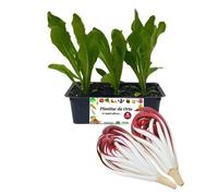 P. Piantine da Orto | Radicchio Treviso da Acqua, Kit 9 Piantine, Pianta Pronta per il Trapianto, Pianta Vera da Orto, da Balcone e da Esterno, Vivaio Italiano