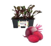 P. Piantine da Orto| Rapa Rossa, Pianta da Orto o Balcone Pronta al Trapianto, Kit da 6 Piantine, Pianta Vera da Esterno, Vivaio Italiano