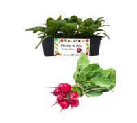 P. Piantine da Orto | Ravanello, Kit 9 Piantine, Pianta Pronta per il Trapianto, Pianta Vera da Orto, da Balcone e da Esterno, Vivaio Italiano