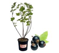 P. Piantine da Orto | Ribes Nero, Vaso 5 L, Pianta Pronta per il Trapianto, Pianta Vera di Frutti di Bosco da Esterno, Vivaio Italiano