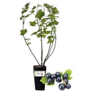 P. Piantine da Orto | Ribes Nero, Vaso da 2L, Pianta Pronta per il Trapianto, Pianta Vera da Orto, da Balcone e da Esterno, Vivaio Italiano