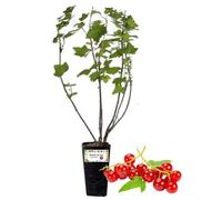 P. Piantine da Orto | Ribes Rosso, Vaso da 2L, Pianta Pronta per Il Trapianto, Pianta Vera da Orto, da Balcone e da Esterno, Vivaio Italiano