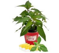 P. Piantine da Orto | Salvia Ananas, Pianta in Vaso Diametro 14 cm, Pianta Pronta per il Trapianto, Pianta Vera da Esterno, Piantina Aromatica per Balcone o Terrazzo, Vivaio Italiano