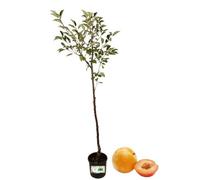 P. Piantine da Orto | Susino Antico Amolo di Francia, Pianta in Vaso Diametro 22 cm, Pianta Pronta per Il Trapianto, Pianta Vera, Frutta da Mangiare, Vivaio Italiano