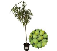 P. Piantine da Orto | Susino Regina Claudia, Pianta in Vaso Diametro 22 cm,Pronta per il Trapianto, Pianta Vera, Frutta da Mangiare, Vivaio Italiano