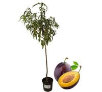 P. Piantine da Orto | Susino Stanley, Pianta in Vaso Diametro 22 cm, Pronta per il Trapianto, Pianta Vera, Frutta da Mangiare, Vivaio Italiano