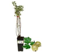 P. Piantine da Orto | UVA Spina Bianca, Vaso da 2L, Pianta Pronta per Il Trapianto, Pianta Vera da Orto, da Balcone e da Esterno, Vivaio Italiano