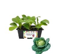 P. Piantine da Orto| Verza Precoce, Pianta da Orto o Balcone Pronta al Trapianto, Kit da 6 Piantine, Pianta Vera da Esterno, Vivaio Italiano