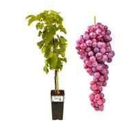 P. Piantine da Orto | Zemira Rosata, Vaso 2 L, Pianta Pronta per Il Trapianto, Pianta Vera da Esterno, UVA da Tavola da Mangiare, Vivaio Italiano