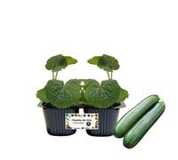 P. Piantine da Orto | Zucchino, pack da 2 piante, Pianta Pronta per il Trapianto, Pianta Vera da Orto, da Balcone e da Esterno, Vivaio Italiano