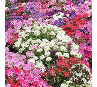 P12cheng Semi di pianta 100 Pz/Bag Verbena Seeds Tolleranti al Calore Fragranti Colori Misti Verbena Hybrida Semi di Fiore per Yard - Mix Color Verbena Seeds