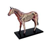 Paaruter Modello di Anatomia di Organi Animali 4D Intelligenza del Assemblaggio di Giocattoli Modello di Anatomia Didattica Apparecchi Scientifici Popolari DIY
