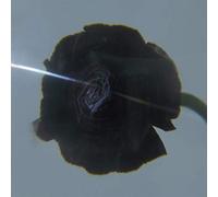 Pablo'S Eye - Dark Matter