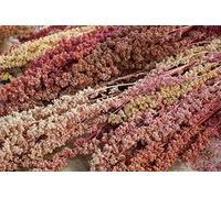 Pacchetto semi: Quinoa Carmen - 50+ Seeds - - Cedendo Rarità!
