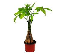 Pachira aquatica, lucky chestnut - 12cm pot