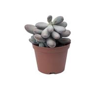 Pachyphytum Bracteosum Moonstone pianta grassa vera pietra di luna