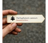 Pachyphytum caesium SEEDS - - SEMI Pietra di luna | Fagiolo blu