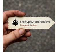 Pachyphytum hookeri SEEDS - - SEMI Pietra di luna | Moonstone di Hooker