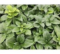 Pachysandra terminalis - 48 piante - 10-25 cm - Ø 9 cm - Pervinca - Copertura del terreno - Ombra - Facile da pulire - Ysander giapponese