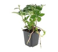 Pachysandra Terminalis Coprisuolo per Ombra, Verde, Set da 60, Vaso Ø9cm