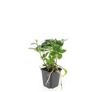 Pachysandra Terminalis Sempreverde, per Ombra, Verde, Set 24, Vaso 9cm