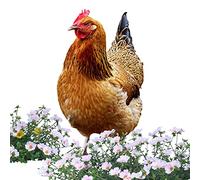 Pacienjo Decorazione da Giardino con Pollo,Statua di Gallina Gallina in Acrilico - Sculture di Pollo realistiche per Le Decorazioni del Cortile del Cortile del Giardino della Fattoria