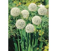 Pack 1 Allium Lampadina 'Mount Everest' Wpc Prins Bulbi Primaverili Seeds ONLY