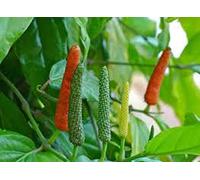 Pack of 10 white fountain crying cherry tree seeds Seeds ONLY