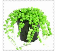 Pack of 100 Arcobaleno Pearl Chlorophytum Beads Garden Succulentas Assorbire la Formaldeide in Vaso Coperto di Purificazione 'aria: 13 Seeds ONLY