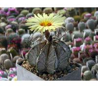 Pack of 50 Chinkn Oak (Quercus Muehlenbergii) Tree Seeds Seeds ONLY