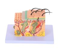 PACKOVE Modello Anatomico Ingrandito 35x della Pelle Umana, Modello Didattico per Studio Anatomia e Fisiologia, Strumento Scientifico per Formazione Medica e Aule Scolastiche