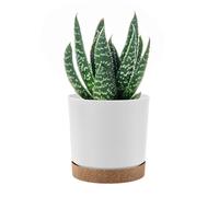PAFEN - Vaso da fiori rotondo 22,5l Coperchio per fioriera cilindrica - 34 x 32,5cm - con sottovaso, Bianco