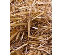 Paglia dorata per conigli e porcellini d'India, ottima qualità (circa 10 kg)