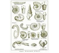 Paintings Book Illustration Crustacean Shellfish Fossil Clay Beach Art Print Poster Wall Decor 12X16 Inch