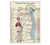 PAJPXPCD Doctor Office Decor Metal Sign Autonomic Nervous System Anatomy Chart Science Educational Wall-Art Gift for Students 8 X 12 in