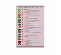 PAJPXPCD Vegetable Garden Companion Planting Chart Poster Gardening Guide Informative Canvas Wall-Art for Kitchen Living Room Decor(Unframed,08x12inch(20x30cm))