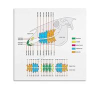 PAJPXPCD Veterinary Knowledge Chart Canvas Print Equine Reference Guide Wall Decor for Animal Care Professionals Clinic Barn(Framed,12x18inch(30x45cm))