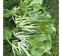 pak choi balcone letti elevati balcone resistenti riverdimento tetti decorativi letto elevato per semi semi 1000pcs