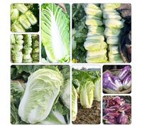 Pak Choi - Cavolo cinese semi di balcone rialzato letto giardino vaso per giardino per 700pcs