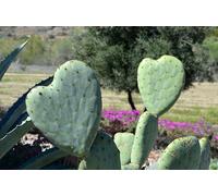 Pala di fico d'india a forma di cuore - Opuntia ficus indica 1pz.